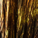 Distressed Ochre